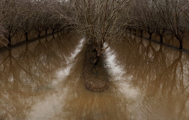 Floodwaters covering an orchard reflect trees on January 11, 2023 in Planada, California. (Photo by Justin Sullivan/Getty Images)